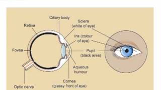 CATS ATPL HPL Structure of the eye
