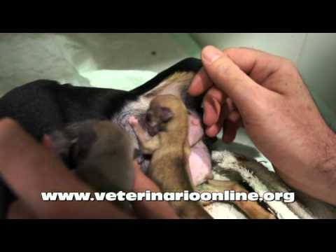 Video: ¿Cuándo debo llevar cachorros recién nacidos al veterinario?