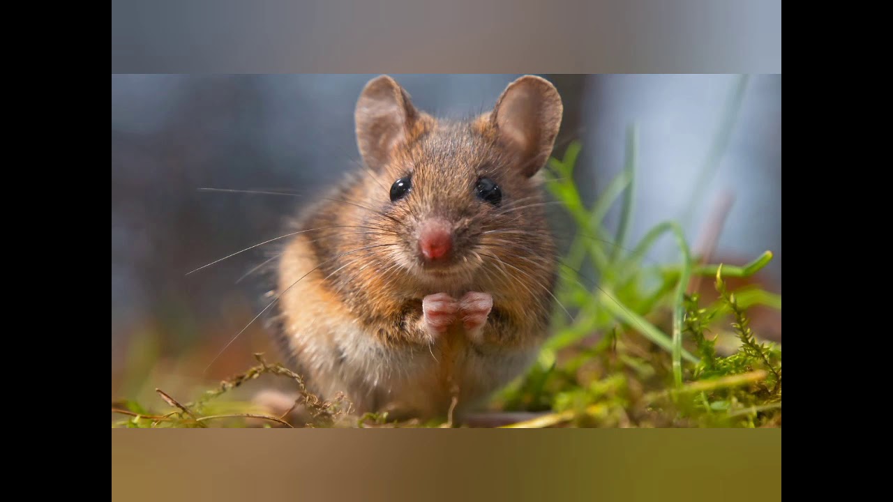 Ζώα σε χειμερία νάρκη. - YouTube