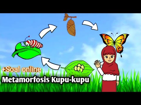 Penjelasan Tahap Metamorfosis Kupu-Kupu dari Telur Hingga Dewasa #Terlengkap