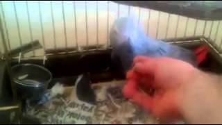 Papağanı Elle Beslemek