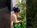 आज कर रही हूँ टैरेस गार्डन से कुछ सब्जियों  harvest #terracegardenindia#organicgardening #shorts