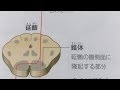 看護学生講座 135 解剖生理学 ｢脳の錐体路とは？ 機能と錐体交叉について｣