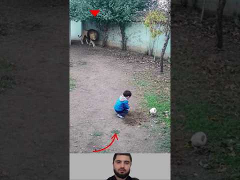 لقد كان الغباء صديق هذا الولد الذي أتى هذا الأسد إلى جانبيه    11