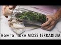 How to make MOSS TERRARIUM (time lapse) - Closed system