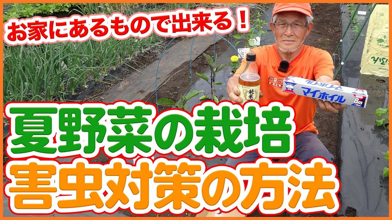 家庭菜園や農園で夏野菜栽培の害虫対策 自宅の物で簡単に出来る アブラムシやアオムシなど害虫対策を徹底解説 Measures Against Pests Of Summer Vegetables Youtube