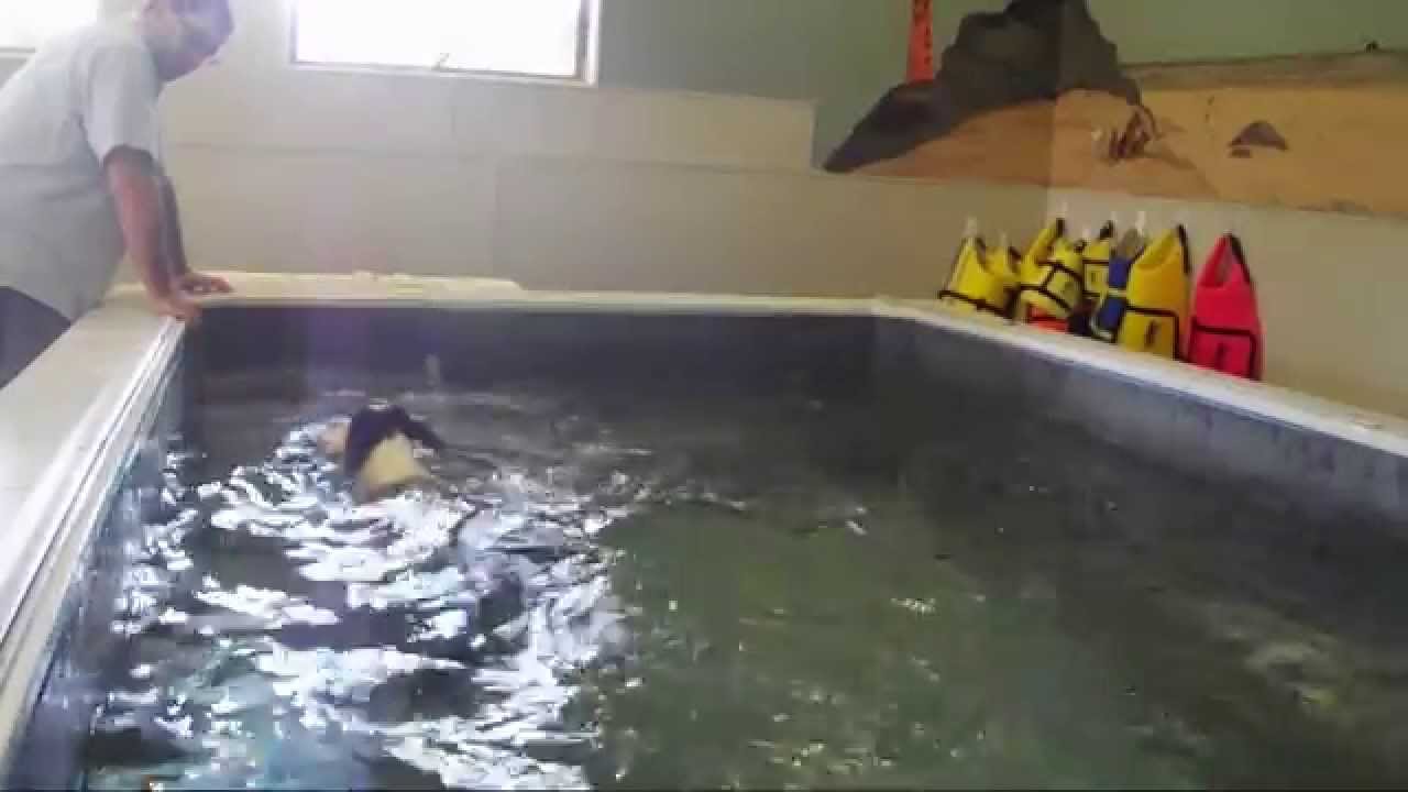 video to gif Hydro-Exercise Session - 11-2-12