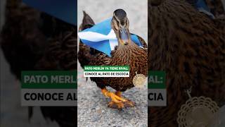 🦆⚽ Pato Merlín ya tiene rival: conoce a Dawn, el pato viral de Escocia