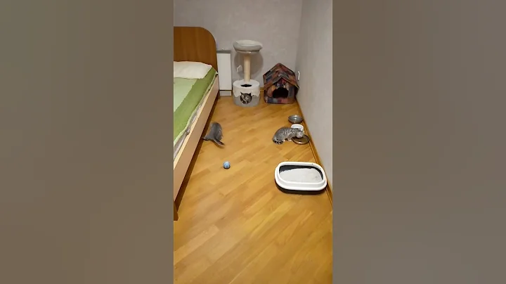 Video 5857971: british hair cat, newborn british