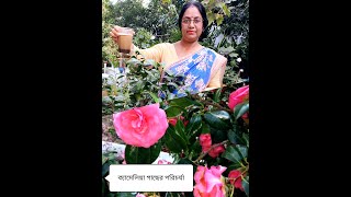 ক্যামেলিয়া গাছের পরিচর্যা। Camellia japonica plant care.