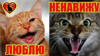 Как Узнать, Что Кошка Вас Любит! 10 Признаков, Что Кошка Любит Вас! Как Узнать, Что Кошка Вас Любит! 10 Признаков, Что Кошка Любит Вас!