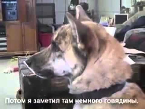 диалоги с собакой