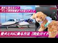 【ペットと一緒に飛行機】ゴールデンウィークの移動に最適！東京から大阪プライベートジェットで行ったら