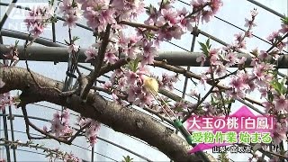 日本一の桃の産地で受粉作業始まる　山梨・笛吹市(17/03/04)