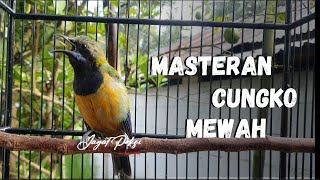 MASTERAN PALING DI CARI DAN PILIHAN JURI LOMBA CUCAK CUNGKO FULL KONSLET