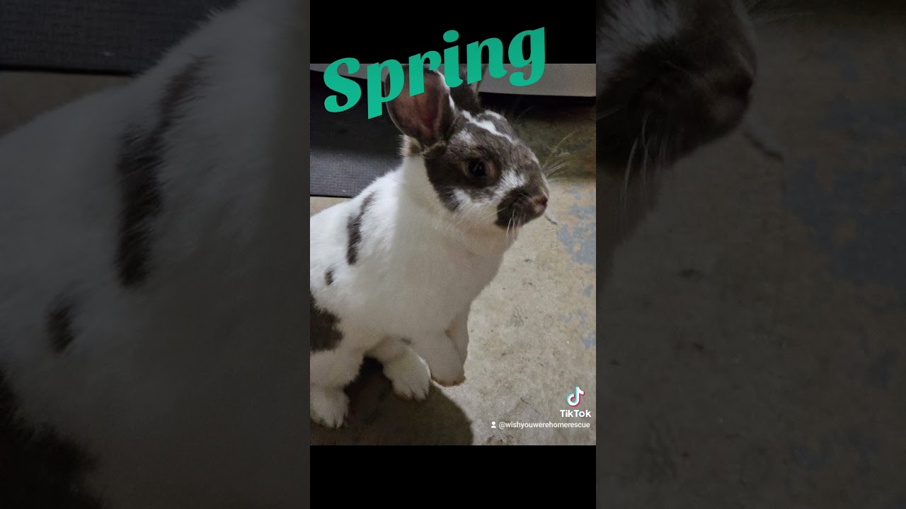 Help Wish You Were Home Small Pet Rescue by donating to support the spaying of our 9 female buns.