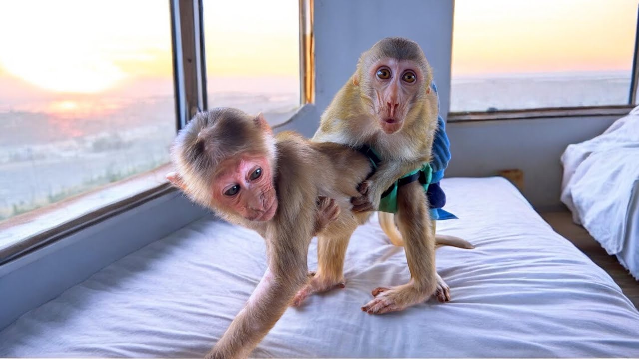 Baby monkeys BiBi & BR happily ate the mango jam that Sơn made.