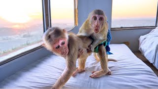 Baby monkeys BiBi & BR happily ate the mango jam that Sơn made.