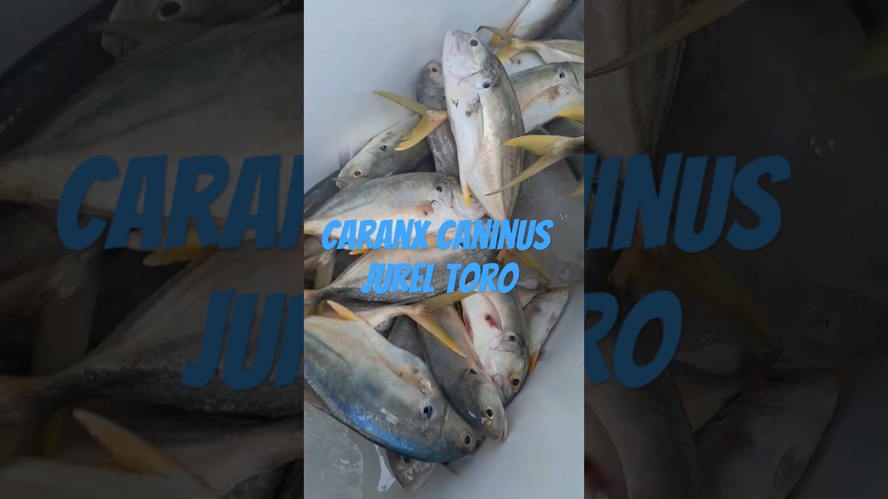 jurel toro, caranx caninus.