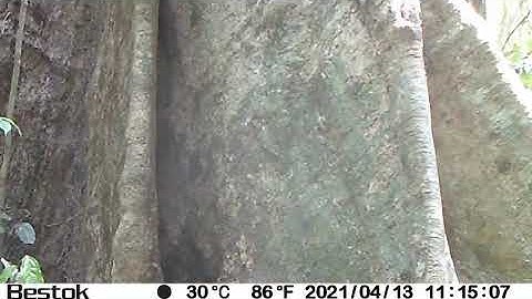 Camera trapping of Pangolins