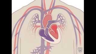 The Heart and Circulatory System  How They Work