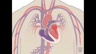 The Heart and Circulatory System - How They Work