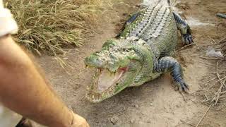 Outback Wrangler Season 3 - Feeding Tripod