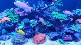 EA 1200 Reef Pro