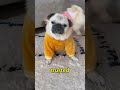 How Dogs Stay Calm During Chaos