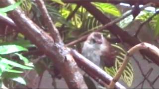 babybird2.avi