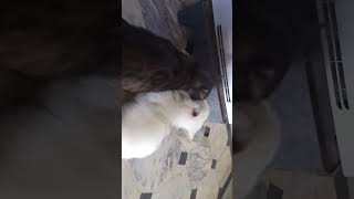 look my catties white one name is snowy and black evil larry