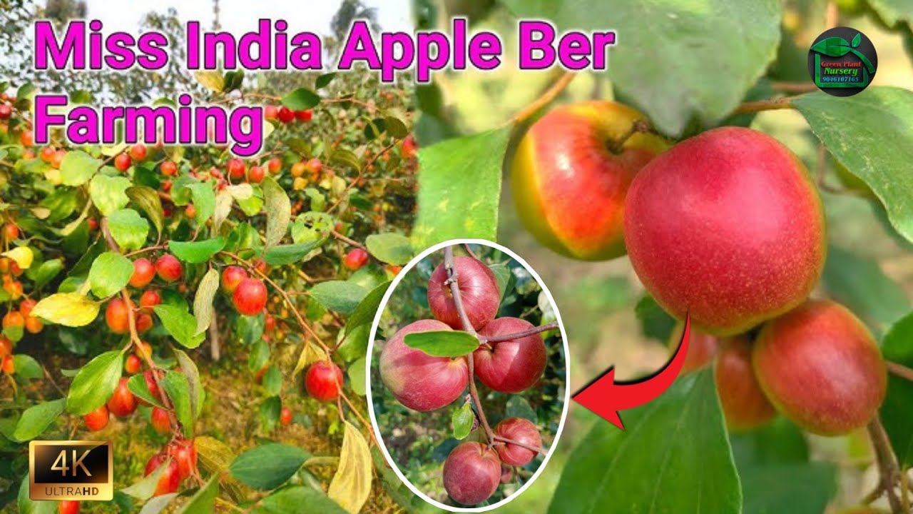 Miss India Apple Ber Farming || Miss India Apple Ber Plant Available all over India ||  🤙 9046107165