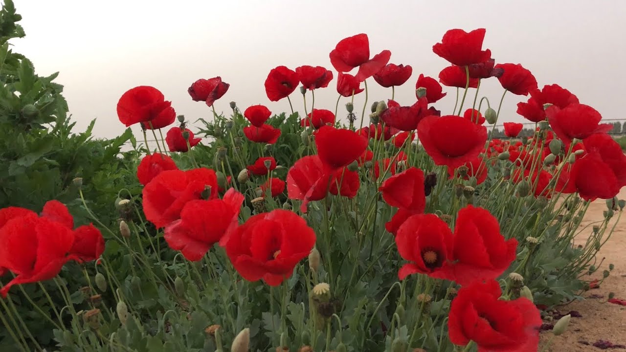 سعودي يعيد استزراع الديدحان والشيح والجعدة 200 نوع من النباتات شاهدوا تجربته