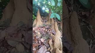 Mound-building termites