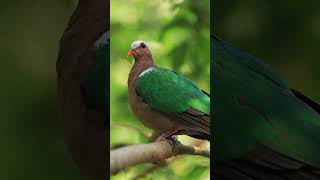 Lapwing birds sound, Relaxing CALM Music | birds singing🎶Beautiful Piano Music & Guitar Music #relax screenshot 2