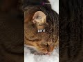 cat vs snow #ai #cute #petvideos #kitten #catlover