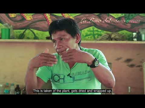 Mapacho: The Sacred Jungle Tobacco Explained by an Ayahuasca Shaman (Peruvian Amazon)