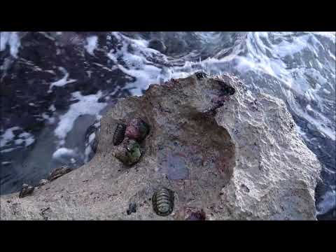 “Strange Sea Creatures of the Bermuda <strong>Triangle</strong> | Mr. Ocean”