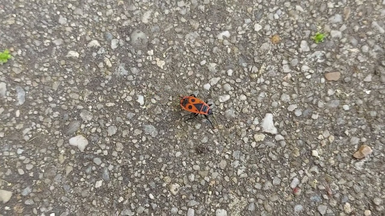 Feuerkäfer im Garten