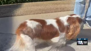 Evans Dog Reunited With Owners After Dognapping Incident