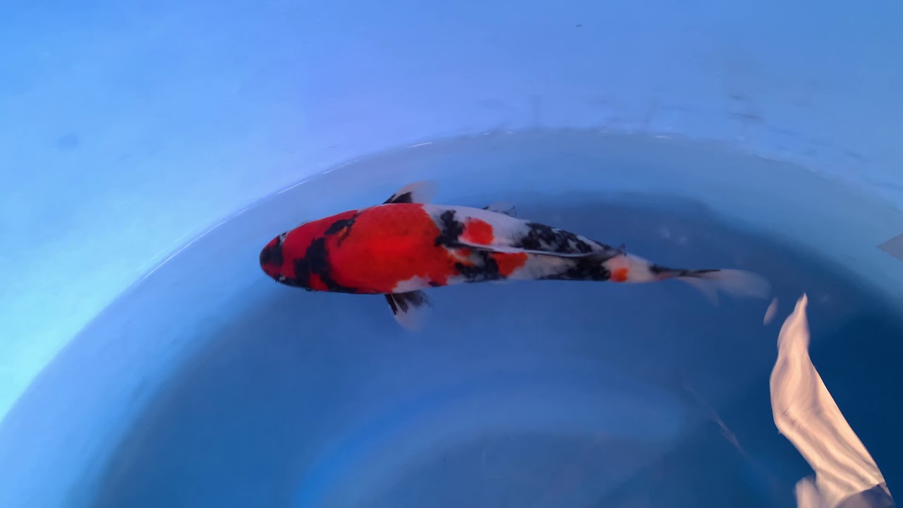 Tosai showa Isa Koi Farm 01. #koi #koishowa #cakoi #chepkoi ( Đã bán