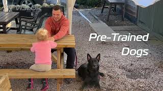 Pre-Trained Dog Willow