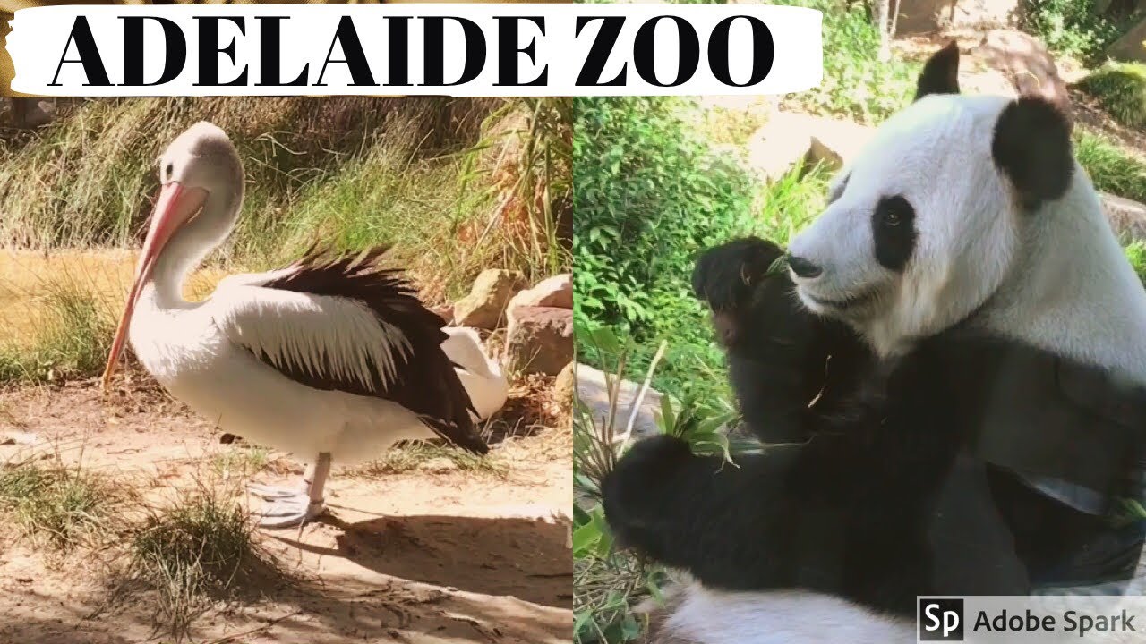 Adelaide Zoo - South Australia