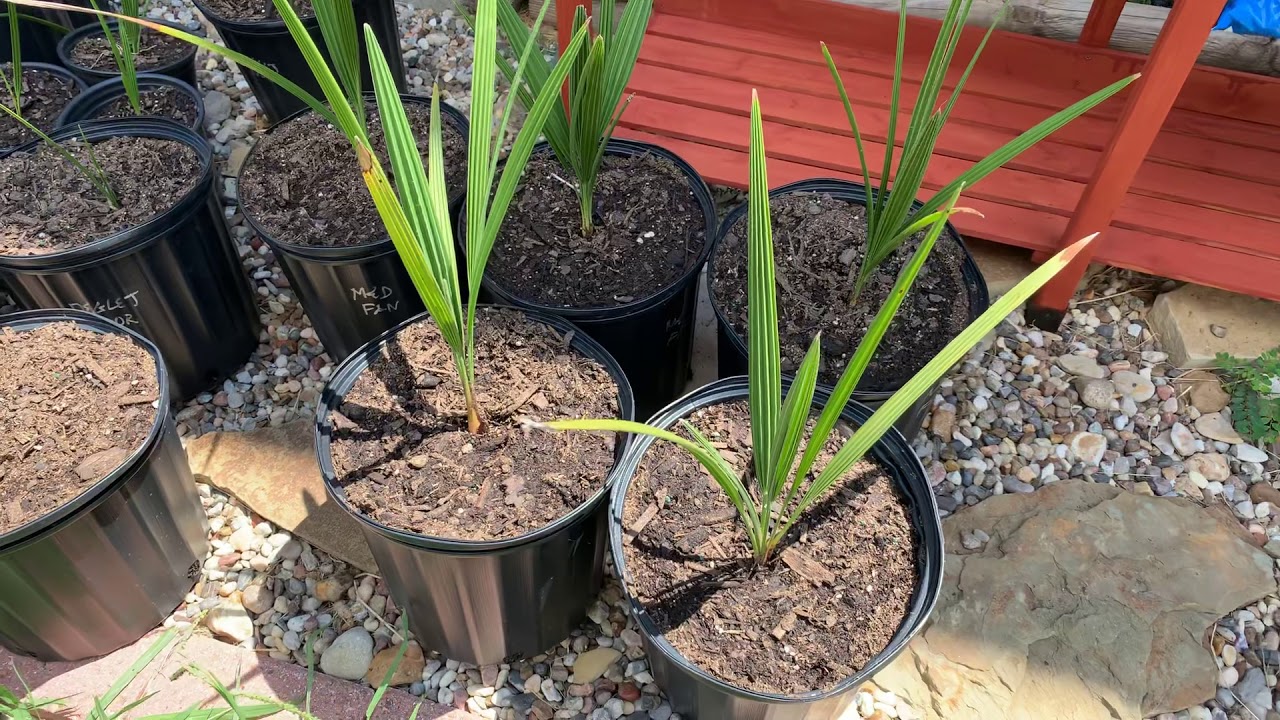 Central Texas cold hardy palms - YouTube