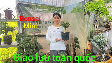 27/11: Hồng Ngọc Mai Quái & Mận Hoàng Yến | Giá Siêu Rẻ - Bao Ship (0393.689.271) #BonsaiGiaRe