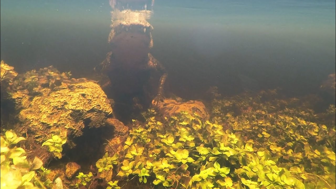 Alligator Everglades  Loop Road