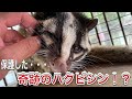 まるで犬や猫のように優しい奇跡のハクビシン!!