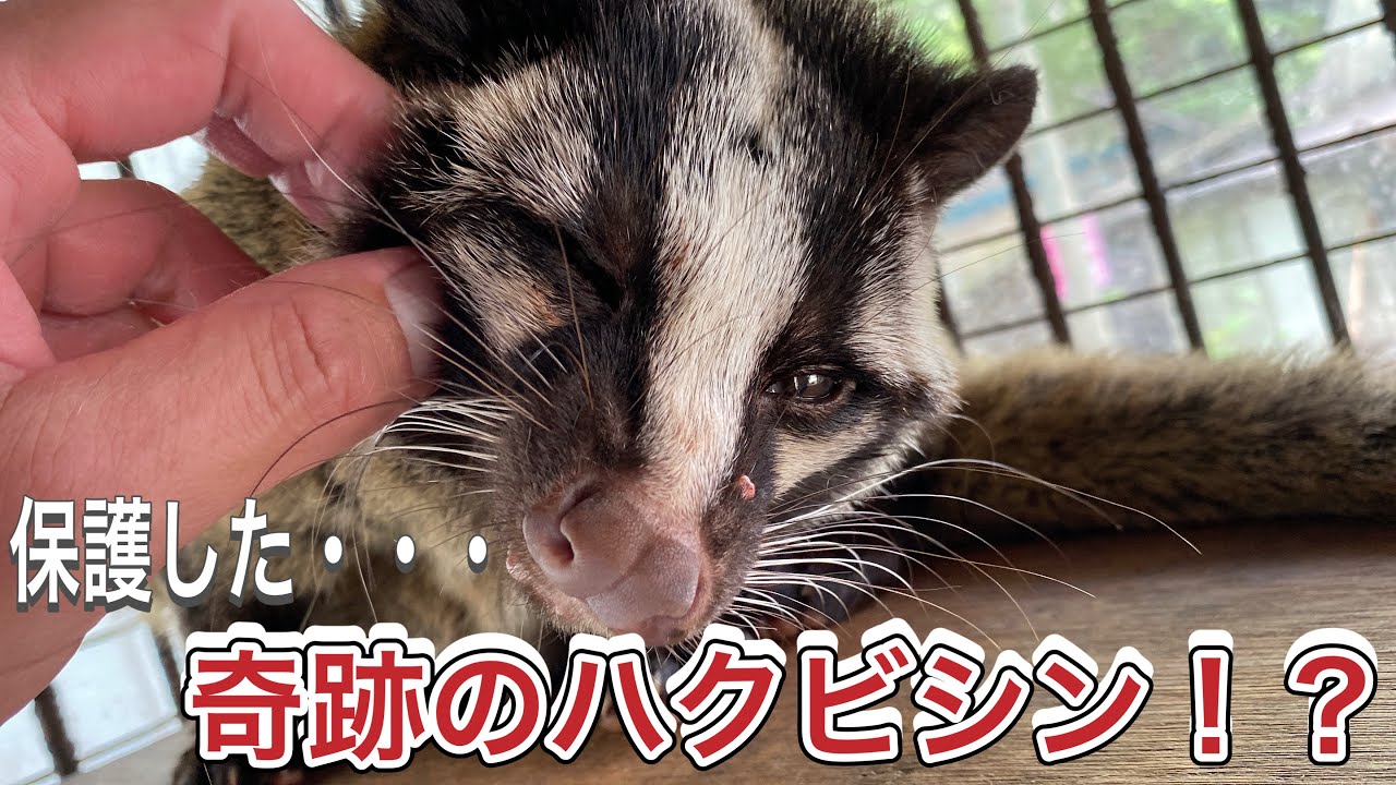 まるで犬や猫のように優しい奇跡のハクビシン！！