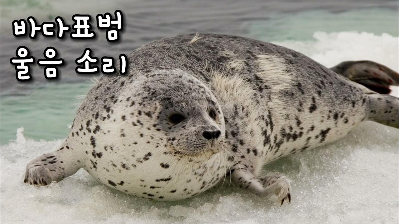 SEAL SOUND EFFECT 바다표범 울음소리 모음 효과음 소리 동물 animal 바다표범 소리 효과 YouTube