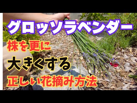 ラベンダーの花がら摘み｜たった3つのコツで開花期間を2倍にする方法